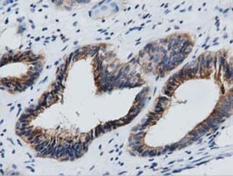 Anti-GAS7 antibody [2F6] used in IHC (Paraffin sections) (IHC-P). GTX84462