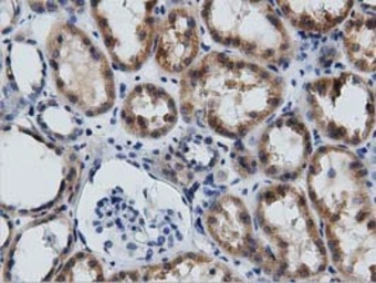 Anti-GAS7 antibody [2F6] used in IHC (Paraffin sections) (IHC-P). GTX84462