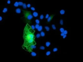Anti-GAS7 antibody [4E6] used in Immunocytochemistry/ Immunofluorescence (ICC/IF). GTX84465