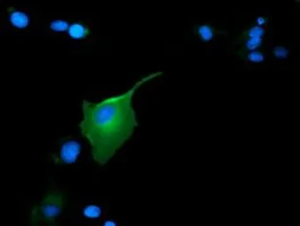 Anti-GAS7 antibody [6G5] used in Immunocytochemistry/ Immunofluorescence (ICC/IF). GTX84466