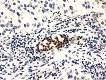Anti-GAS7 antibody [6G5] used in IHC (Paraffin sections) (IHC-P). GTX84466