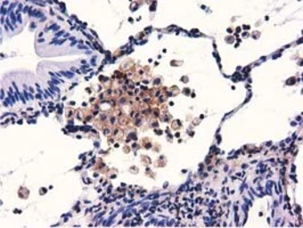 Anti-GAS7 antibody [6G5] used in IHC (Paraffin sections) (IHC-P). GTX84466