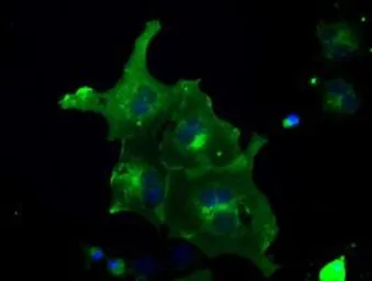 Anti-FRK antibody [5F3] used in Immunocytochemistry/ Immunofluorescence (ICC/IF). GTX84484