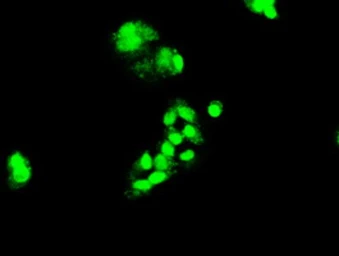 Anti-FOXA2 antibody [3C10] used in Immunocytochemistry/ Immunofluorescence (ICC/IF). GTX84485