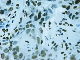 Anti-FOXA2 antibody [3C10] used in IHC (Paraffin sections) (IHC-P). GTX84485