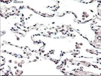 Anti-FOXA2 antibody [3C10] used in IHC (Paraffin sections) (IHC-P). GTX84485