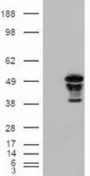 Anti-FOXA2 antibody [3C10] used in Western Blot (WB). GTX84485