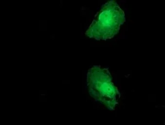Anti-FKBPL antibody [4G1] used in Immunocytochemistry/ Immunofluorescence (ICC/IF). GTX84490