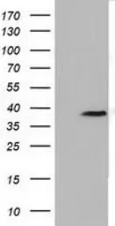 Anti-FKBPL antibody [4G1] used in Western Blot (WB). GTX84490