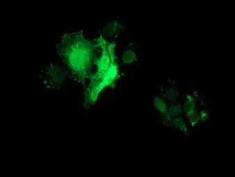 Anti-FHL1 antibody [3G7] used in Immunocytochemistry/ Immunofluorescence (ICC/IF). GTX84494