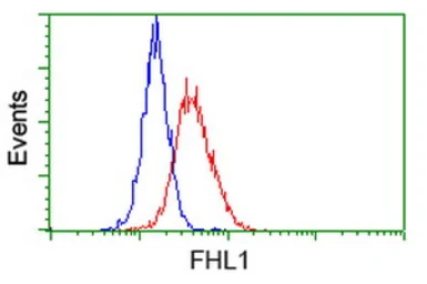 Anti-FHL1 antibody [3G7] used in Flow cytometry (FCM). GTX84494