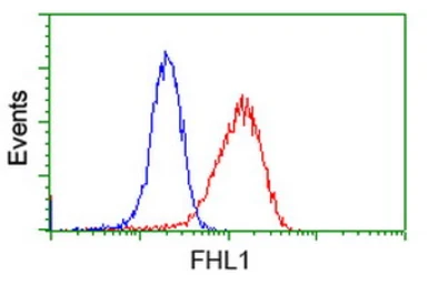Anti-FHL1 antibody [3G7] used in Flow cytometry (FCM). GTX84494