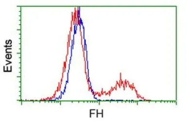 Anti-Fumarate hydratase antibody [9G4] used in Flow cytometry (FCM). GTX84498