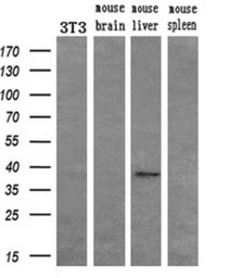 Anti-FGF2 antibody [2H11] used in Western Blot (WB). GTX84501