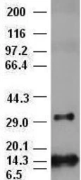 Anti-FGF2 antibody [2H11] used in Western Blot (WB). GTX84501