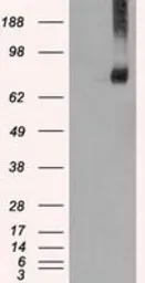 Anti-Mig-2 antibody [25A4] used in Western Blot (WB). GTX84505