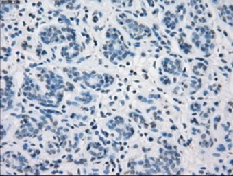 Anti-CD32a antibody [20D1] used in IHC (Paraffin sections) (IHC-P). GTX84508