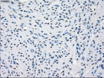 Anti-CD32a antibody [20D1] used in IHC (Paraffin sections) (IHC-P). GTX84508