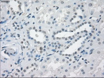 Anti-CD32a antibody [20D1] used in IHC (Paraffin sections) (IHC-P). GTX84508