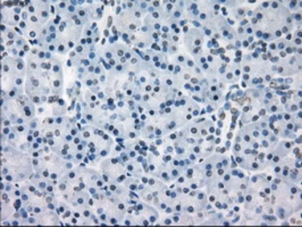 Anti-CD32a antibody [20D1] used in IHC (Paraffin sections) (IHC-P). GTX84508
