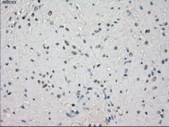 Anti-CD32a antibody [20D1] used in IHC (Paraffin sections) (IHC-P). GTX84508