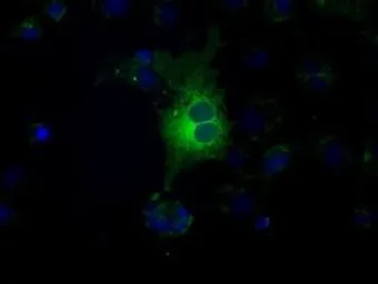 Anti-CD32a antibody [16E7] used in Immunocytochemistry/ Immunofluorescence (ICC/IF). GTX84518