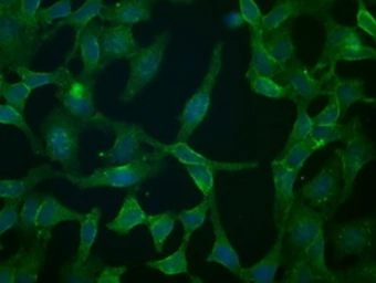 Anti-CD32a antibody [16E7] used in Immunocytochemistry/ Immunofluorescence (ICC/IF). GTX84518