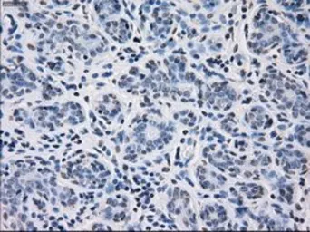 Anti-CD32a antibody [16E7] used in IHC (Paraffin sections) (IHC-P). GTX84518