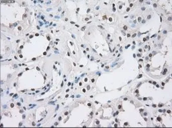 Anti-CD32a antibody [16E7] used in IHC (Paraffin sections) (IHC-P). GTX84518