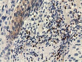 Anti-EPXH2 antibody [1A6] used in IHC (Paraffin sections) (IHC-P). GTX84570