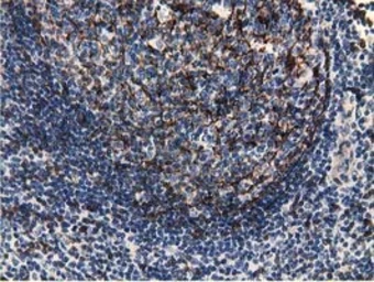 Anti-EPXH2 antibody [1A6] used in IHC (Paraffin sections) (IHC-P). GTX84570