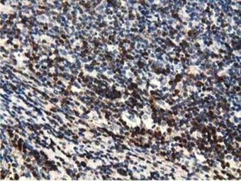 Anti-EPXH2 antibody [1A6] used in IHC (Paraffin sections) (IHC-P). GTX84570
