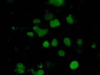 Anti-EMG1 antibody [1B8] used in Immunocytochemistry/ Immunofluorescence (ICC/IF). GTX84576