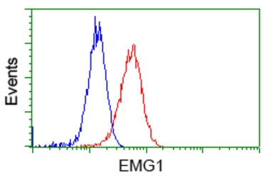 Anti-EMG1 antibody [1B8] used in Flow cytometry (FCM). GTX84576