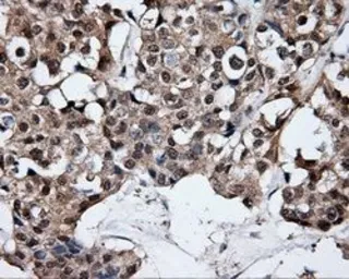 Anti-ELAVL1 / HuR antibody [14F4] used in IHC (Paraffin sections) (IHC-P). GTX84577