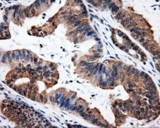 Anti-ELAVL1 / HuR antibody [14F4] used in IHC (Paraffin sections) (IHC-P). GTX84577