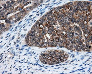 Anti-ELAVL1 / HuR antibody [14F4] used in IHC (Paraffin sections) (IHC-P). GTX84577