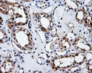 Anti-ELAVL1 / HuR antibody [14F4] used in IHC (Paraffin sections) (IHC-P). GTX84577