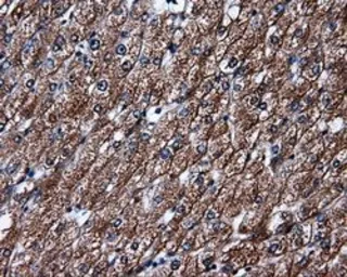 Anti-ELAVL1 / HuR antibody [14F4] used in IHC (Paraffin sections) (IHC-P). GTX84577