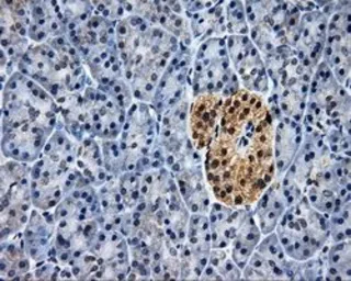 Anti-ELAVL1 / HuR antibody [14F4] used in IHC (Paraffin sections) (IHC-P). GTX84577
