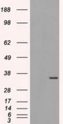 Anti-ELAVL1 / HuR antibody [14F4] used in Western Blot (WB). GTX84577