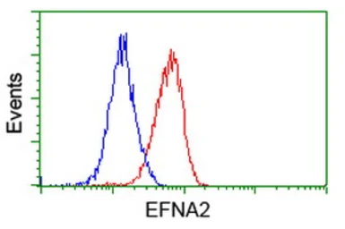 Anti-Ephrin A2 antibody [4C3] used in Flow cytometry (FCM). GTX84590