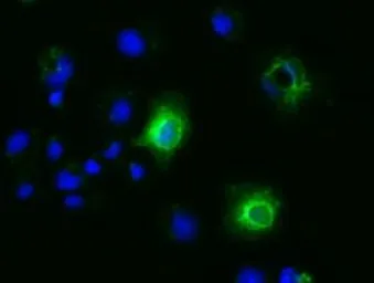 Anti-Ephrin A2 antibody [2D6] used in Immunocytochemistry/ Immunofluorescence (ICC/IF). GTX84591