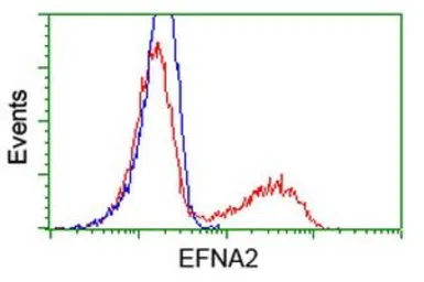 Anti-Ephrin A2 antibody [2D6] used in Flow cytometry (FCM). GTX84591