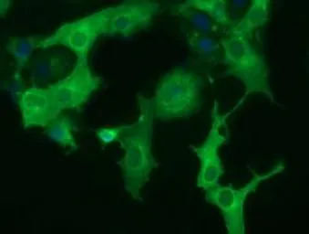 Anti-DYNC1LI1 antibody [2B6] used in Immunocytochemistry/ Immunofluorescence (ICC/IF). GTX84599