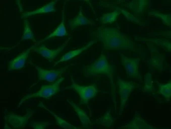 Anti-DYNC1LI1 antibody [2B6] used in Immunocytochemistry/ Immunofluorescence (ICC/IF). GTX84599
