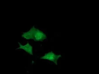 Anti-DUSP27 antibody [1E7] used in Immunocytochemistry/ Immunofluorescence (ICC/IF). GTX84600