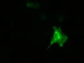 Anti-DNAJA2 antibody [3H10] used in Immunocytochemistry/ Immunofluorescence (ICC/IF). GTX84609