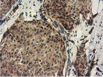 Anti-DNAJA2 antibody [3H10] used in IHC (Paraffin sections) (IHC-P). GTX84609