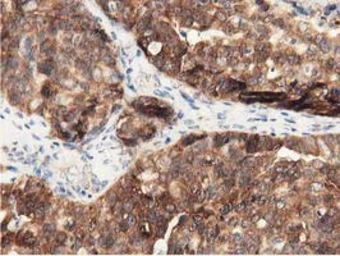 Anti-DNAJA2 antibody [3H10] used in IHC (Paraffin sections) (IHC-P). GTX84609